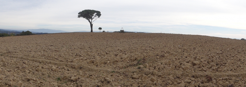 Au pied de mon arbre - Roquecourbe